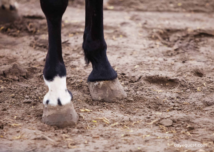 Ermine Horse Leg Markings