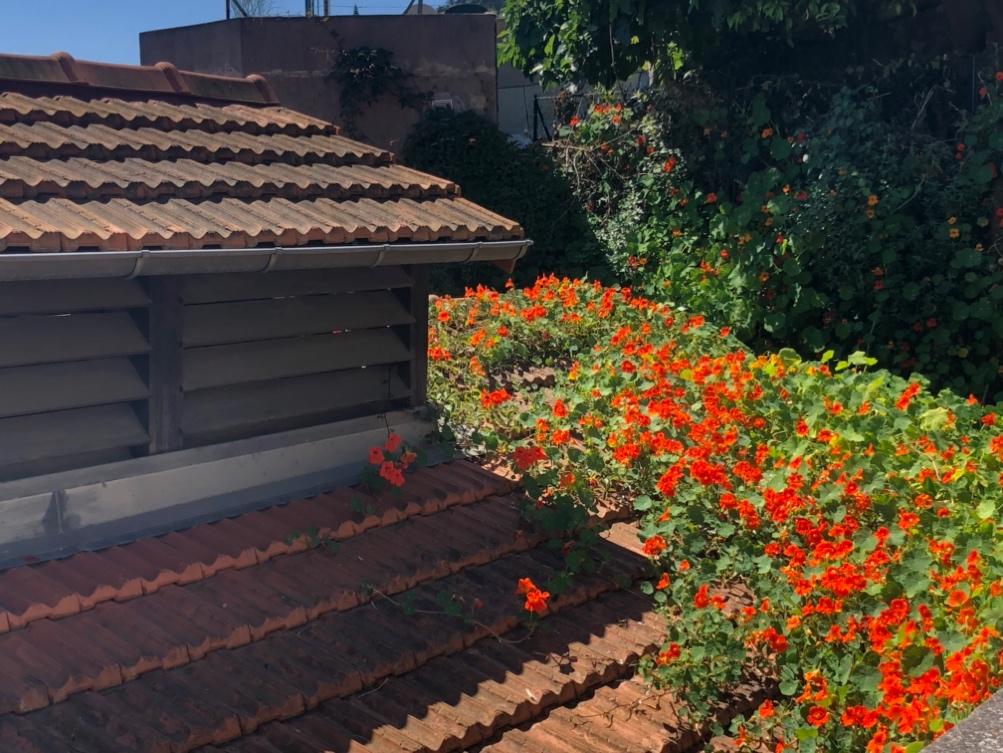A roof with flowers and a building

Description automatically generated with medium confidence