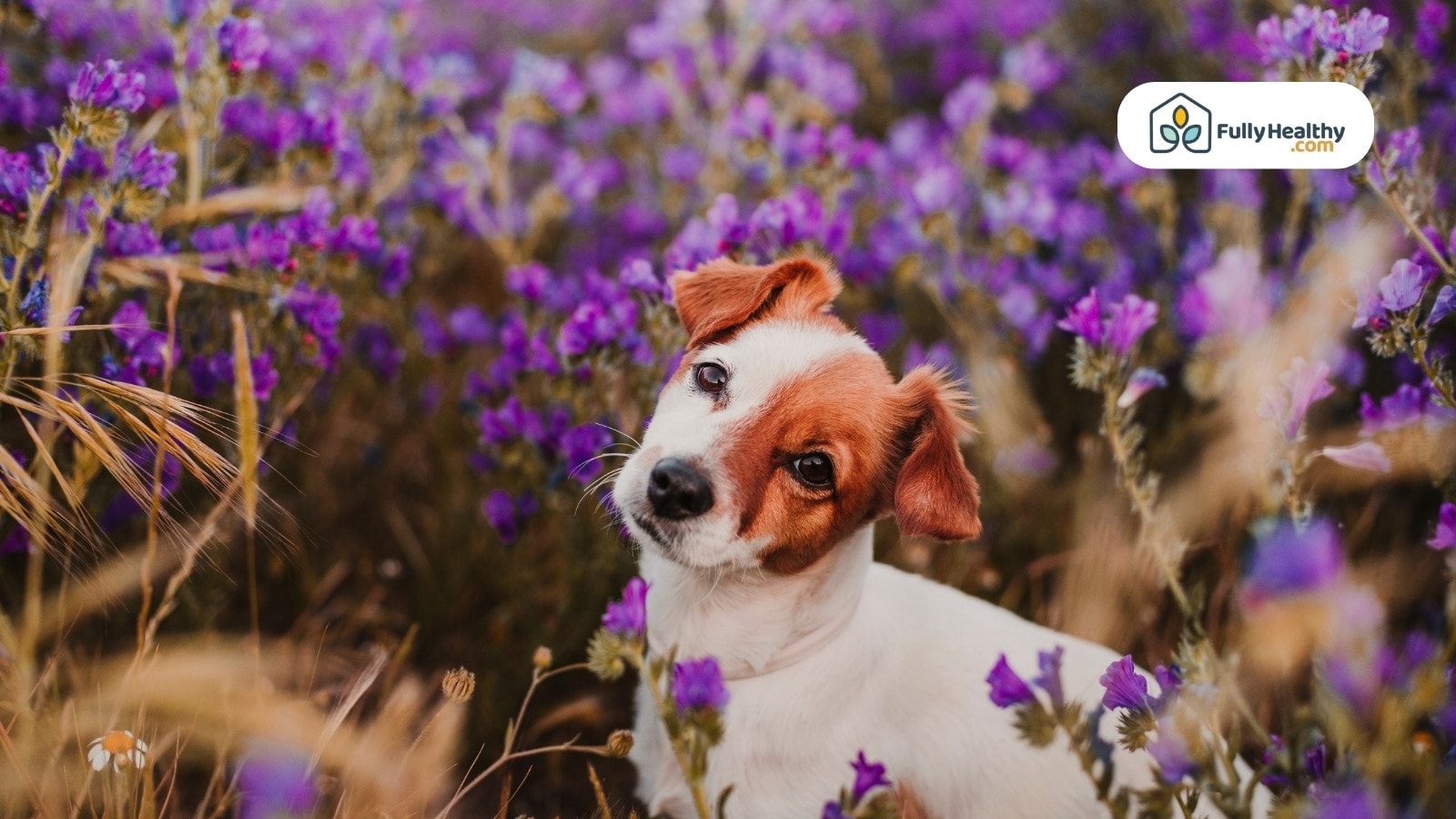 Cute dog sitting in purple wildflower field with curious head tilt