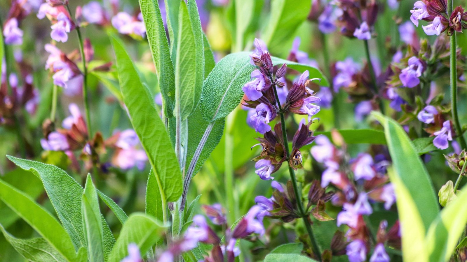 Woody stems support narrow gray-green leaves with a soft, pebbly texture, and small two-lipped lavender flowers emerge at the tip in clusters.
