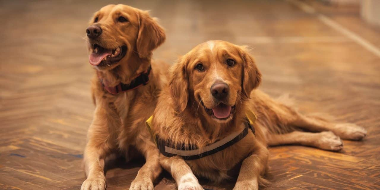 Purebred Golden Retrievers Puppies