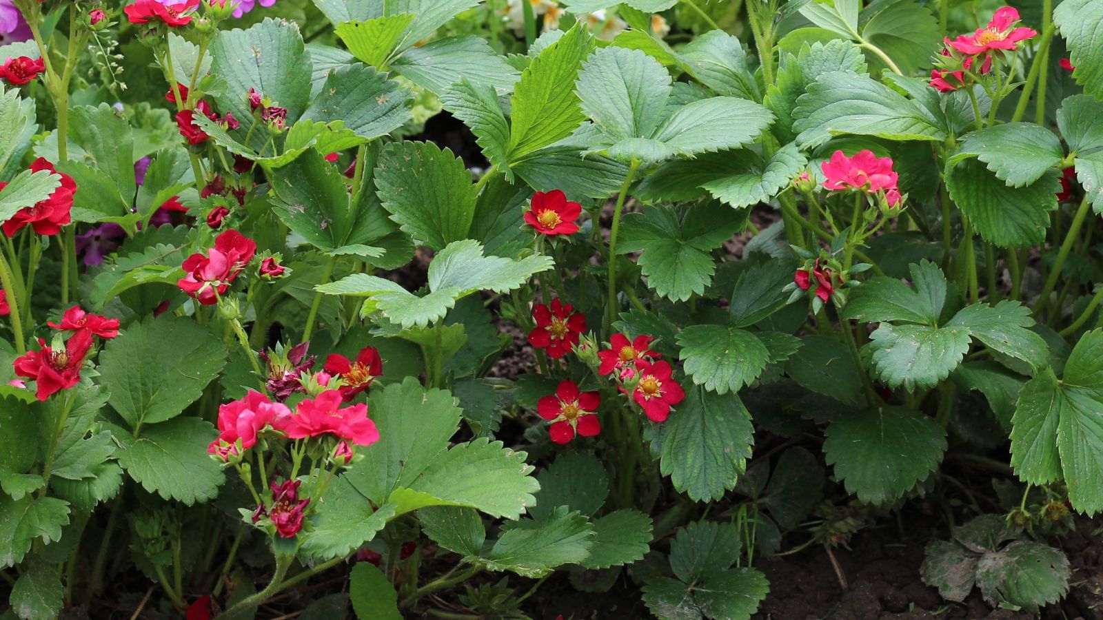 A shot of a composition of fuchsia colored blooms and green leaves of the Tristan variety of fruit-bearing plant