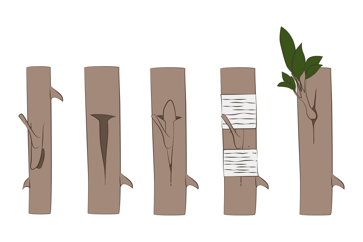 Step-by-Step Guide to Grafting in the Garden