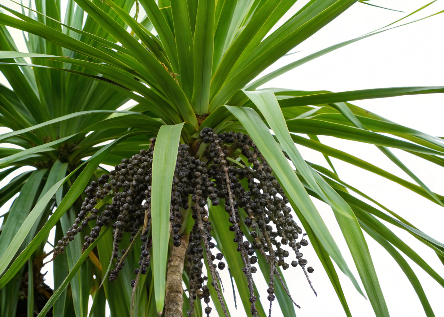 Imagem de uma palmeira Euterpe oleracea com folhas longas e frutificação do açaí.