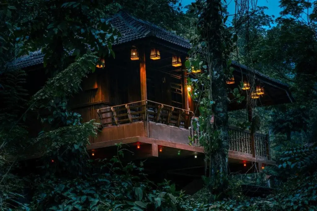 Wayanad, Kerala – Rainforest Mornings and Treehouse Nights