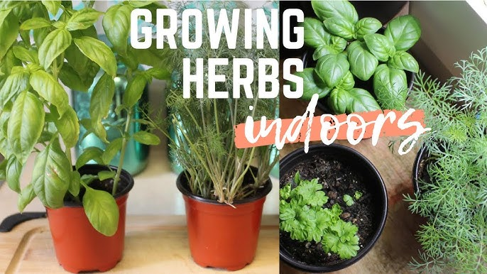 Grow Indoor Herbs