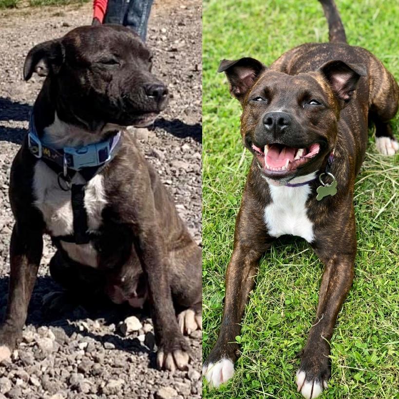 A comparison of a dog

AI-generated content may be incorrect.
