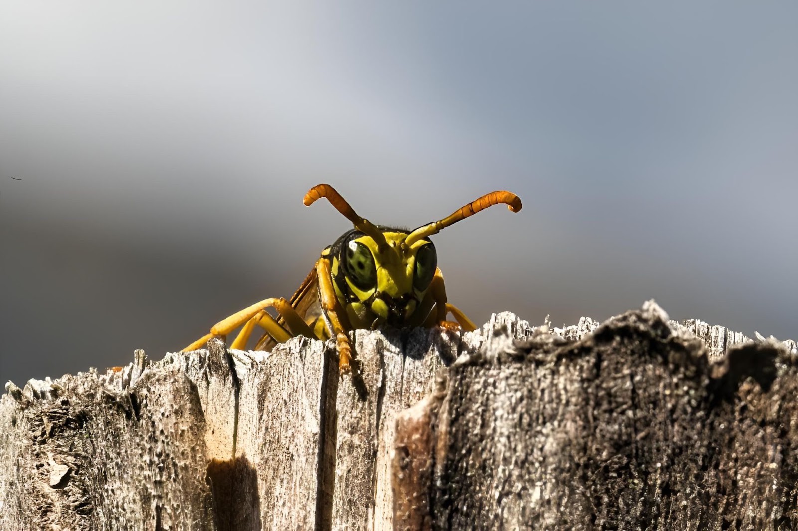 A yellow wasp with distinct markings peeking over a fence, illustrating challenges in keeping wasps away when sitting outside.