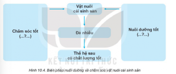 BÀI 10: NUÔI DƯỠNG VÀ CHĂM SÓC VẬT NUÔII. VAI TRÒ CỦA NUÔI DƯỠNG VÀ CHĂM SÓC VẬT NUÔICâu hỏi: Quan sát Hình 10.1 và cho biết nuôi dưỡng, chăm sóc vật nuôi bao gồm những công việc gì.Đáp án chuẩn:Hình 10.1a: Cho vật nuôi ănHình 10.1b: Vệ sinh chuồng nuôi sạch sẽHình 10.1c: Tiêm phòng cho vật nuôiHình 10.1d: Tắm chải cho vật nuôiCâu hỏi: Nếu cho vật nuôi ăn thừa hoặc thiếu chất dinh dưỡng thì sẽ xảy ra hiện tượng gì?Đáp án chuẩn:- Thừa dinh dưỡng: Gây ngộ độc, rối loạn tiêu hóa.- Thiếu dinh dưỡng: Gây còi xương, chậm lớn, thiếu máu. II. NUÔI DƯỠNG VÀ CHĂM SÓC VẬT NUÔI ĐỰC NONCâu hỏi: Quan sát Hình 10.2 và cho biết việc làm ở mỗi hình có tác dụng gì.Đáp án chuẩn:- Hình 10.1a: Cho vật nuôi con bú thêm sữa nhằm cho bê con có đủ chất dinh dưỡng, nhiều kháng thể, giúp vật nuôi non chống lại bệnh tật.- Hình 10.1b: Sưởi ấm cho gà con để tránh nhiễm lạnh, phát sinh các bệnh về hô hấp, tiêu hóa cho vật nuôi non.III. NUÔI DƯỠNG VÀ CHĂM SÓC VẬT NUÔI ĐỰC GIỐNGCâu hỏi: Đọc nội dung mục III kết hợp quan sát Hình 10.3, nêu ý nghĩa và biện pháp nuôi dưỡng chăm sóc vật nuôi đực giốngĐáp án chuẩn:Ý nghĩa: có vai trò hết sức quan trọng trong khả năng phối giống và ảnh hưởng đến số lượng và chất lượng của vật nuôi đời sau.Biện pháp: - Đảm bảo dinh dưỡng đầy đủ.- Chuồng trại vệ sinh.- Khai thác tinh khoa học.Câu hỏi: Sử dụng internet, sách, báo,.. để tìm hiểu về tác hại của đực giống quá béo hoặc quá gầy.Đáp án chuẩn:- Tác hại của đực giống quá béo hoặc quá gầy:- Ảnh hưởng xấu đến số lượng và chất lượng đàn con, sức đề kháng và chất lượng đàn con không tốtIII. NUÔI DƯỠNG VÀ CHĂM SÓC VẬT NUÔI CÁI SINH SẢNCâu hỏi: Đọc nội dung mục IV kết hợp quan sát Hình 10.4, nêu ý nghĩa và biện pháp nuôi dưỡng, chăm sóc vật nuôi cái sinh sản.Đáp án chuẩn:Ý nghĩa: có ý nghĩa quan trọng, có ảnh hưởng trực tiếp đến số lượng và chất lượng đàn con.- Hậu bị: Cho ăn vừa phải, hạn chế ánh sáng (gia cầm).- Có chửa: Cho ăn đủ để thai phát triển tốt.- Đẻ và nuôi con: Cho ăn tự do.LUYỆN TẬPCâu hỏi: Chọn từ hoặc cụm từ in nghiêng: phòng bệnh, tập cho vật nuôi non ăn sớm, kháng thể để hoàn thành các câu sau:Khi nuôi dưỡng và chăm sóc vật nuôi non cần chú ý cho chúng uống sữa đầu ngay vì sữa đầu ngay vì sữa đầu có chất dinh dưỡng và ...(1)...Cần ...(2)...để bổ sung sự thiếu hụt chất dinh dưỡng trong sữa mẹCần ...(3)...cho vật nuôi bằng cách tiêm vaccine, giữ vệ sinh sạch sẽ.Đáp án chuẩn:(1) kháng thể(2) tập cho vật nuôi non ăn sớm(3) phòng bệnhCâu hỏi: Vật nuôi non và vật nuôi trưởng thành có đặc điểm gì khác nhau? Thức ăn và cách chăm sóc vật nuôi non khác với vật nuôi trưởng thành như thế nào?Đáp án chuẩn:Vật nuôi non: Do các cơ quan chưa phát triển hoàn thiện, đặc biệt là hệ điều nhiệt và miễn dịch, nên sức đề kháng kém, dễ bị bệnh.Câu hỏi: So sánh biện pháp nuôi dưỡng và chăm sóc vật nuôi non, vật nuôi đực giống và vật nuôi cái sinh sản.Đáp án chuẩn:Tiêu chí so sánhVật nuôi nonVật nuôi đực giốngVật nuôi cái sinh sảnBiện pháp nuôi  dưỡngGiữ ấm cho vật nuôi, chăm sóc chu đáo.Chuồng nuôi phải luôn được làm vệ sinh sạch sẽ, khô ráo, thông thoáng, yên tĩnh.Cho con non bú sữa đầu của mẹ càng sớm càng tốt.Tập cho vật nuôi non ăn sớm thức ăn đủ dinh dưỡng để bổ sung các chất dinh dưỡng thiếu hụt trong sữa mẹ.Cho vật nuôi vận động và tiếp xúc với ánh nắng vào buổi sáng sớm.Cho ăn thức ăn chất lượng cao, giàu chất đạm. Cho ăn vừa đủ để chúng không quá béo, quá gầyChuồng nuôi rộng rãi, phù hợp, vệ sinh sạch sẽ, khô ráo, mát về mùa hè, ấm về mùa đông.Tắm chải và vận động thường xuyên.Khai thác tinh hay cho giao phối khoa học.Chia thành 3 giai đoạn:Giai đoạn hậu bị:Cho ăn vừa đủ về số lượng và chất lượng.Cho vật nuôi vận động thường xuyênGiai đoạn mang thai:Cho ăn đủ lượng thức ăn và đủ chất dinh dưỡng (đặc biệt là protein và khoáng chất);Thường xuyên tắm chải;Cho vật nuôi vận động nhẹ nhàng.Giai đoạn đẻ và nuôi con:Cho ăn thức ăn có mức năng lượng và protein cao, đầy đủ chất khoáng và vitamin. VẬN DỤNG