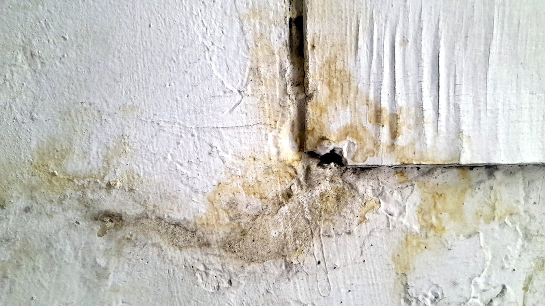Home maintenance for termite prevention