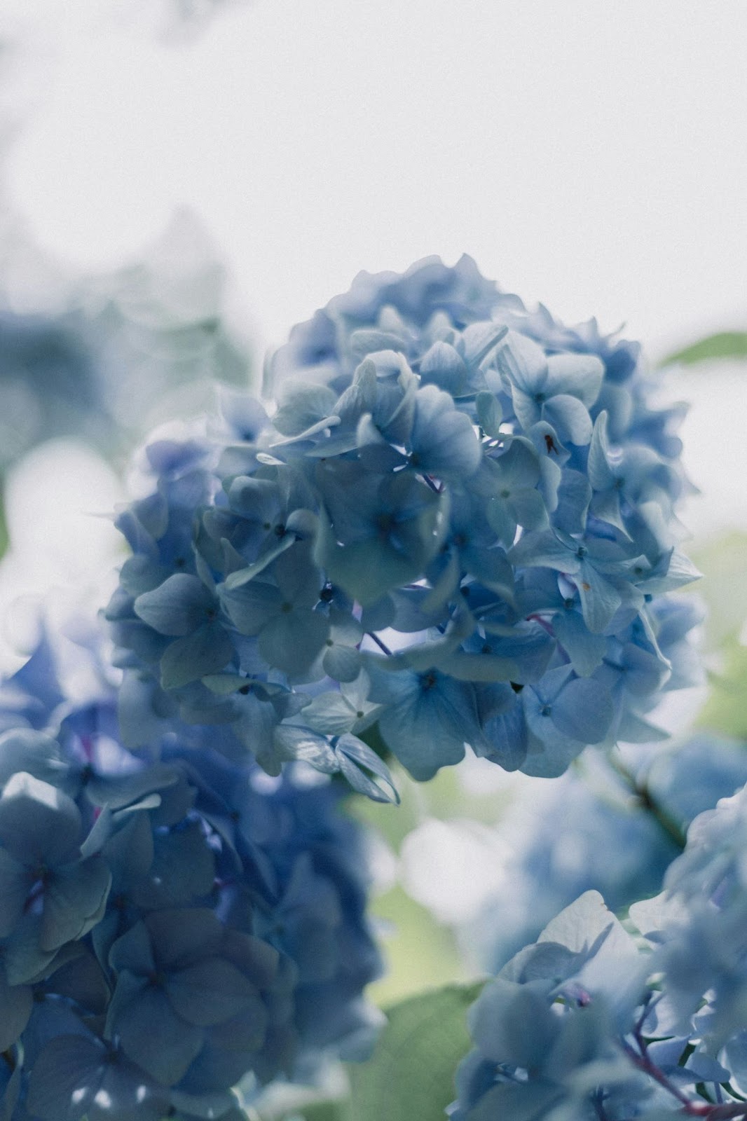 Beautiful blue flowers