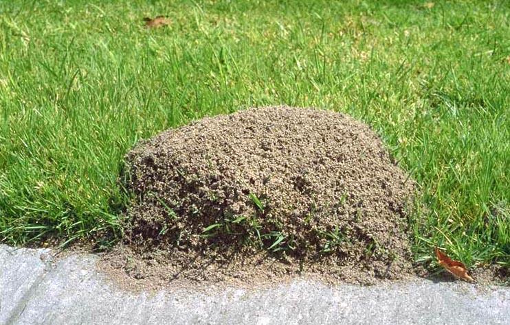Lawns Affected by Pests