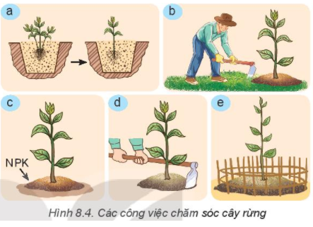 BÀI 8: TRỒNG, CHĂM SÓC VÀ BẢO VỆ RỪNG