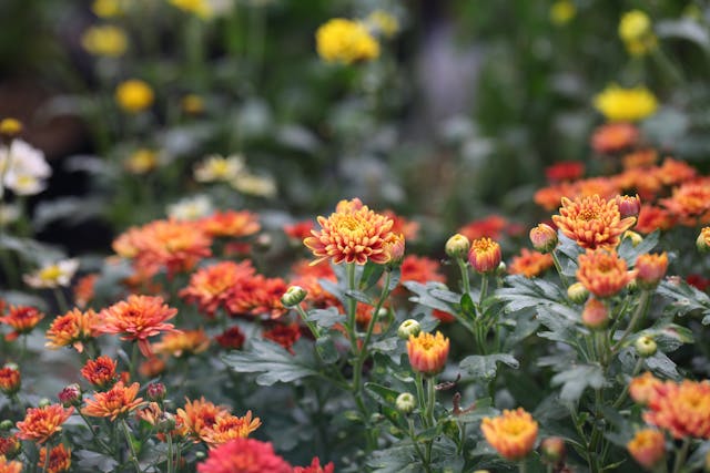 A patch of orange flowers.