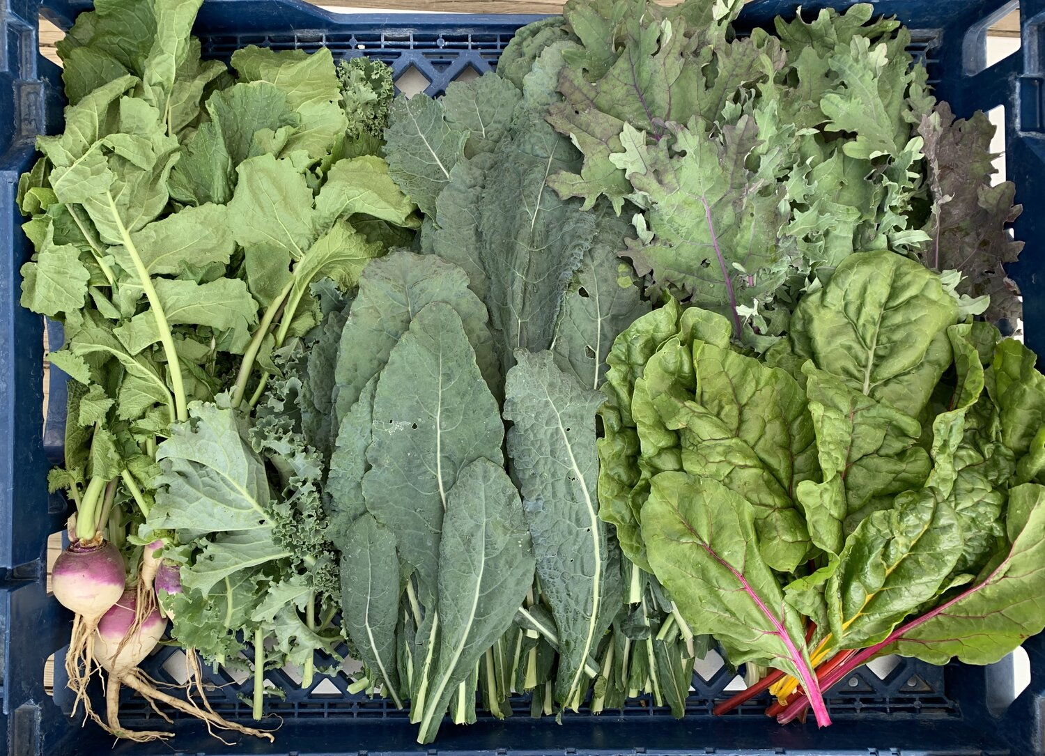 Harvesting and Storing Greens