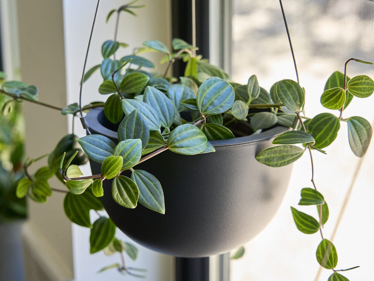 Radiator Plants