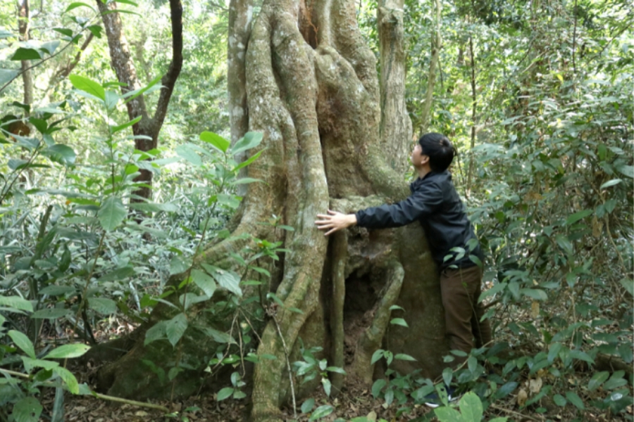 Best time to visit Ru Linh Primeval Forest