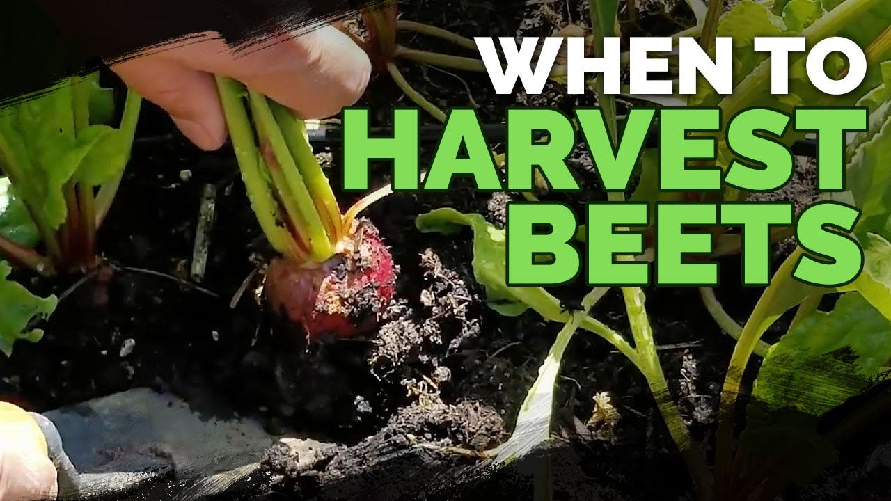 Harvesting and Storing Fresh Beets