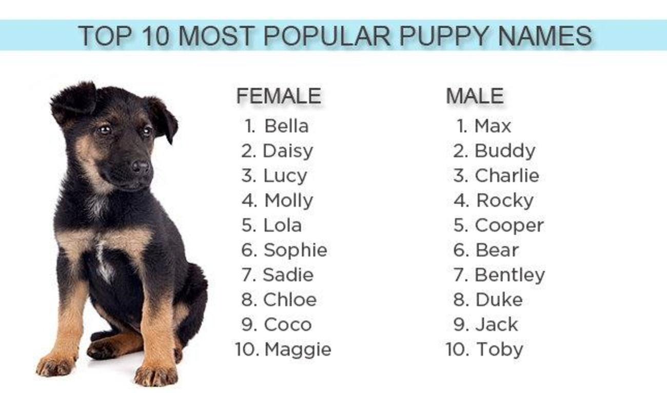 female dog names