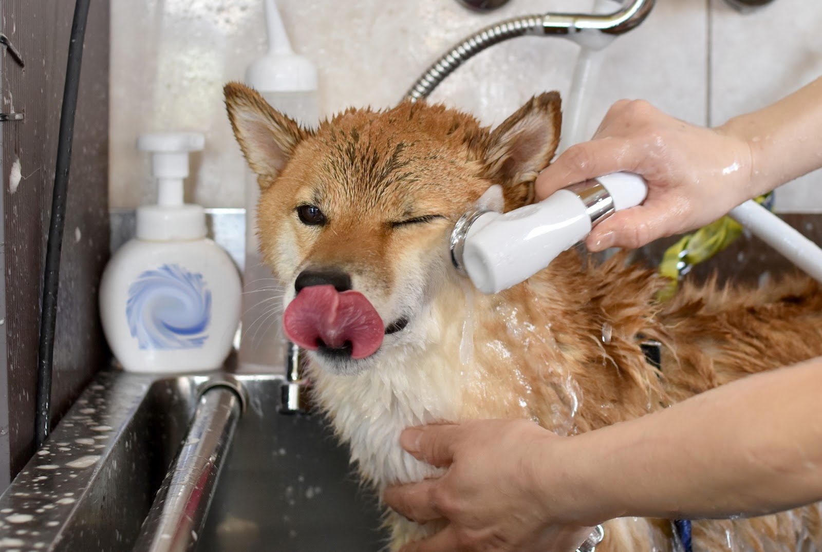 抜け毛対策でシャンプーする柴犬