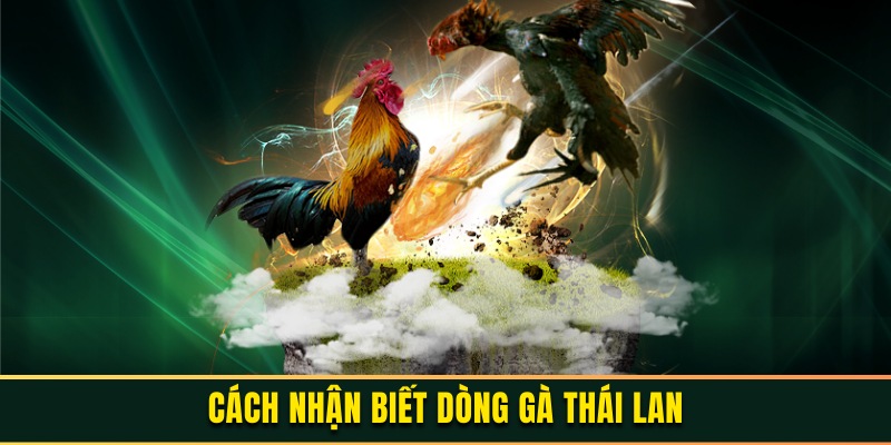 Phân biệt hai giống gà Thái điển hình hiện nay