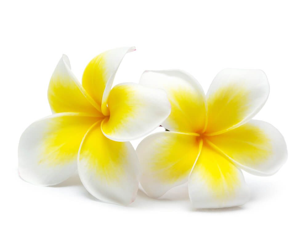 White Frangipani