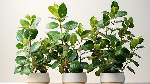 Rubber Plant Care