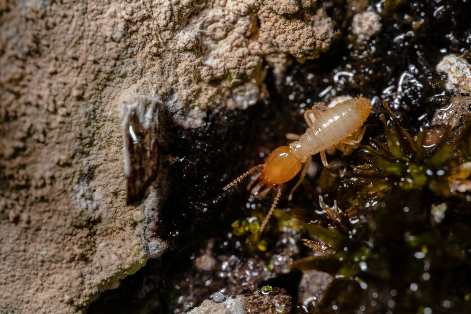 Tiny Invaders, Big Damage: Why Termite Treatment is Non-Negotiable
