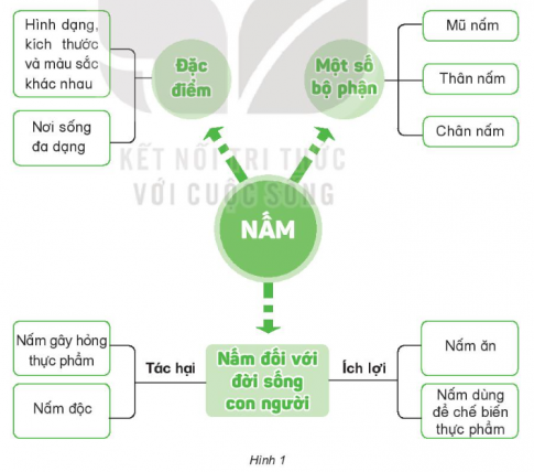 BÀI 22: ÔN TẬP CHỦ ĐỀ NẤM