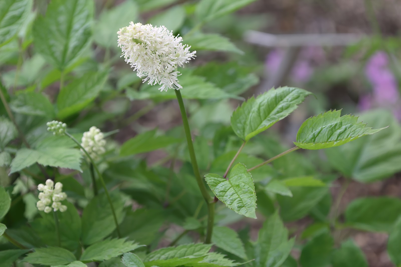 actaea pachypoda