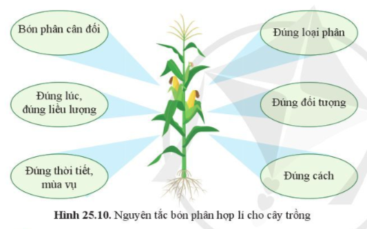 BÀI 25. TRAO ĐỔI NƯỚC VÀ CÁC CHẤT DINH DƯỠNG Ở THỰC VẬT