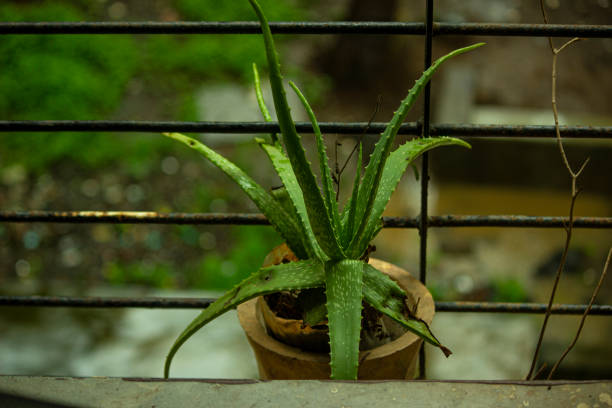 Low-maintenance indoor plants