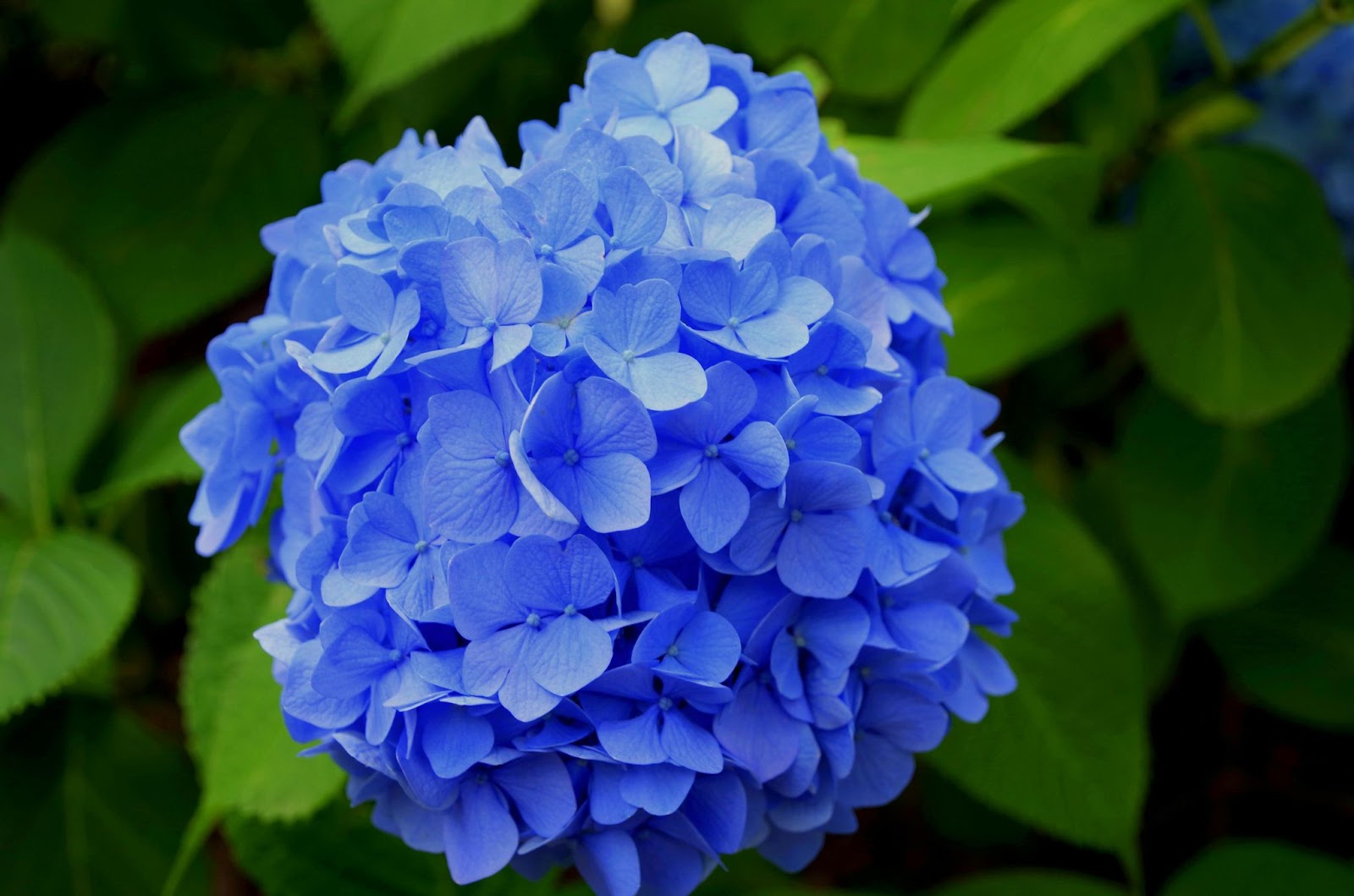 blauwe-hortensia-bloeiende-tuinplanten