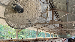 Perbedaan Manajemen Ventilasi dan Peralatan Antara Kandang Open House dan Closed House Ayam Petelur