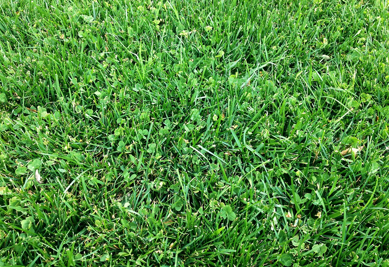Microclover