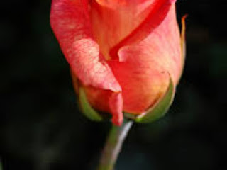 Rose - Plantation - Guide: - Season, - Manure, - Crafting, - Seedling, - Diseases, - Symptoms, - Treatment - and - Precaution