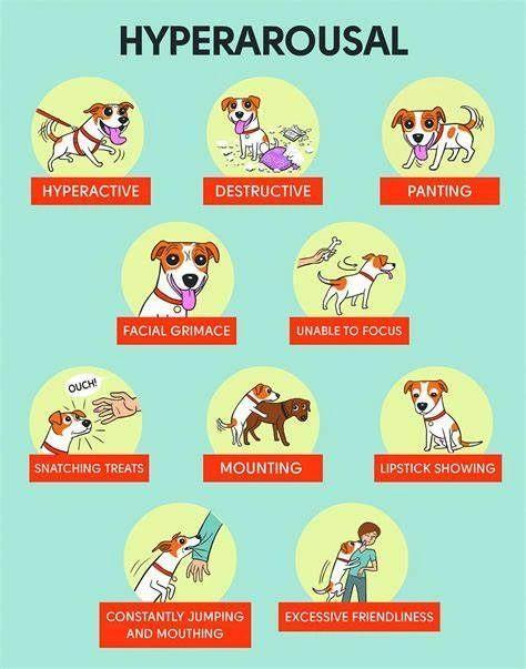 Hyperarousal signs from the Vet Behaviour Team