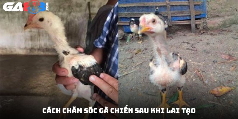 Cách chăm sóc gà chiến sau khi lai tạo