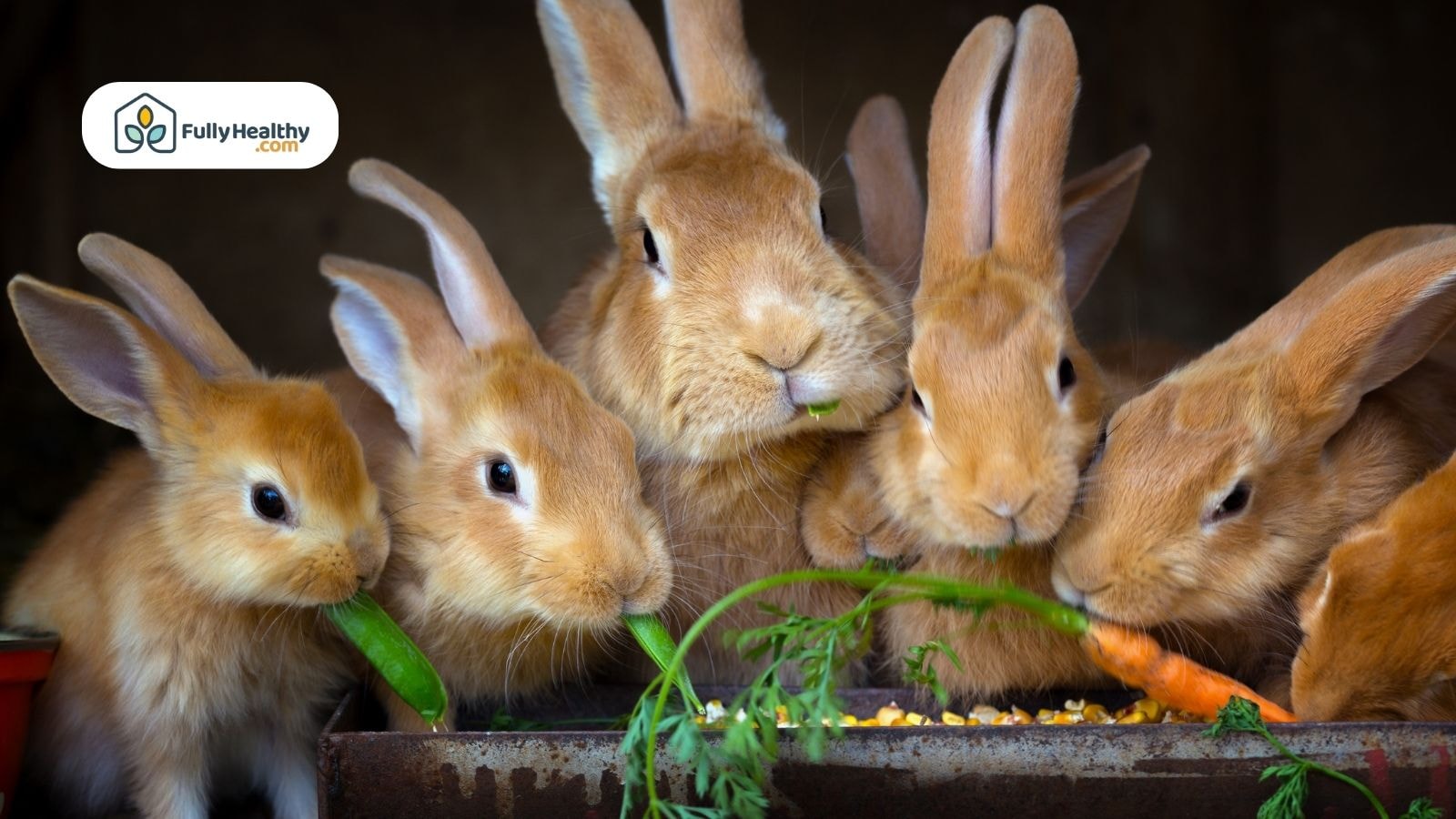 Group of light brown rabbits eating vegetables including carrots and greens