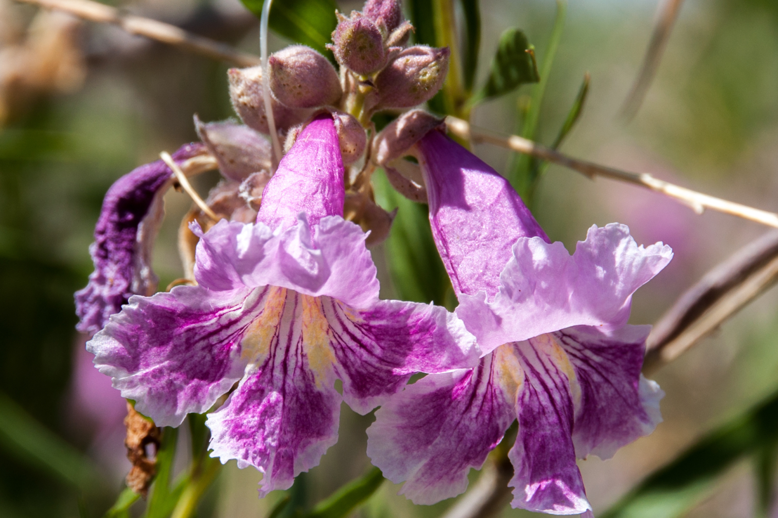 Vibrant purple Desert Willow flowers, thriving after seasonal maintenance from a local tree service.