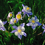 flowers names in hindi