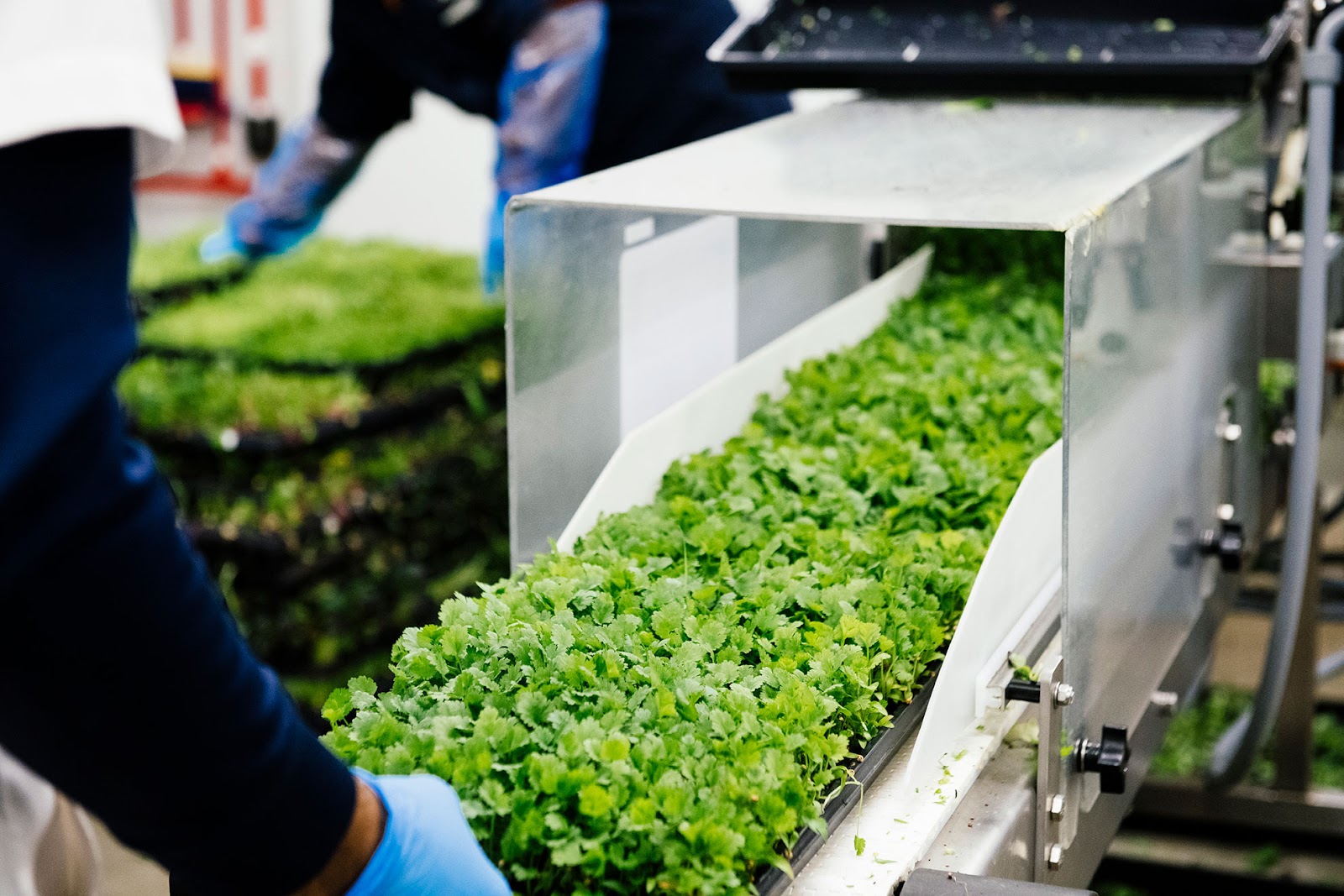 A conveyor belt filled with freshly harvested microgreens in a clean processing facility. Workers wearing gloves can be seen in the background, carefully handling the produce. The setup emphasizes the efficient and hygienic processing of fresh greens in a controlled environment.