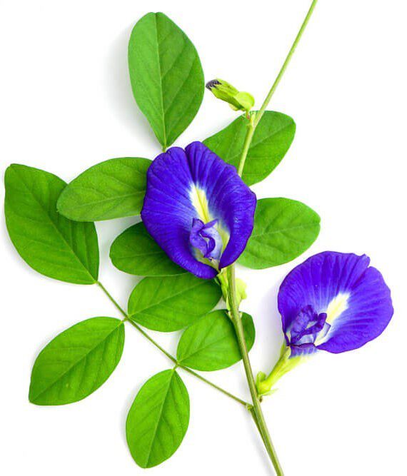 Butterfly Pea