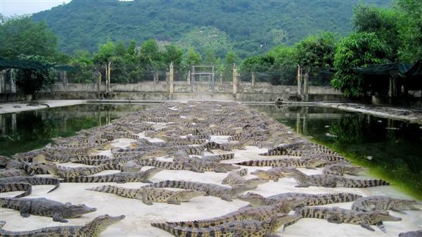 Trại Cá sấu Khatoco đáp ứng được tiêu chuẩn chăn nuôi tất cả các loài cá sấu  trên toàn thế giới