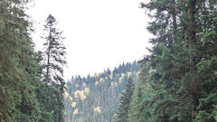 Winding Road Mountainous Area Coniferous Forest