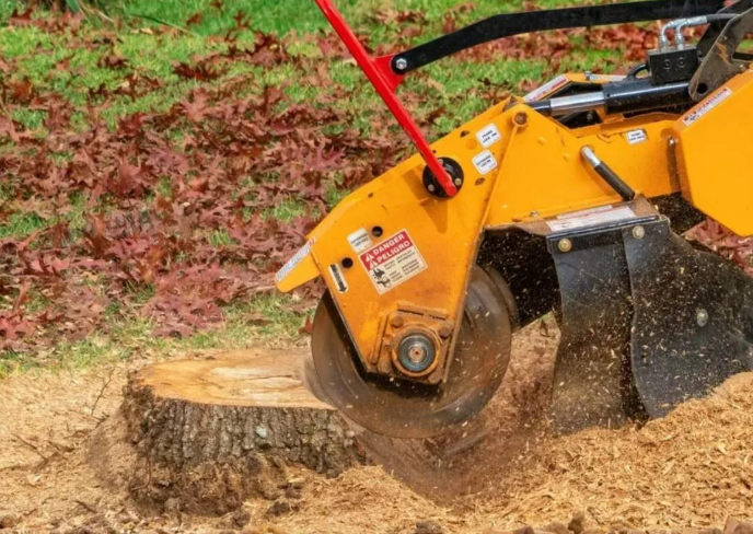 Stump Grinding Vs. Stump Removal: The Choice Is Yours