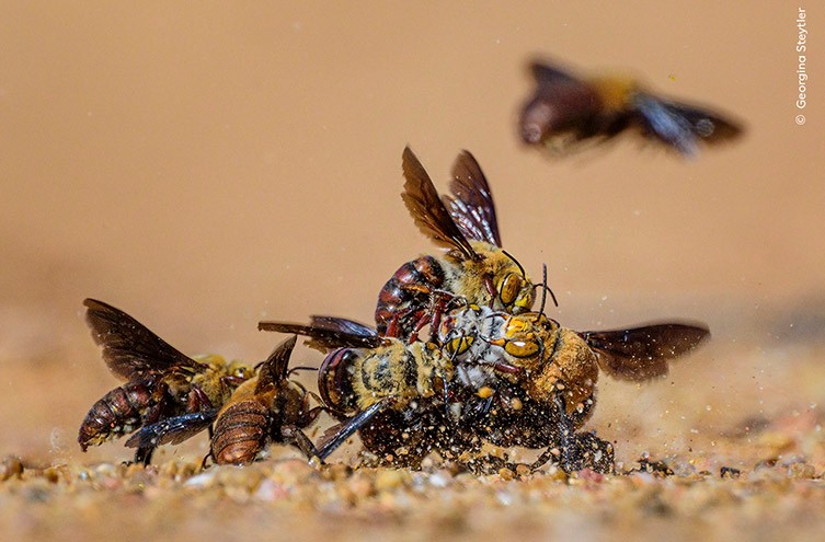 https://www.nhm.ac.uk/content/dam/nhmwww/discover/wpy-60-first-look/wpy-first-look-60-bees-georgina-steytler-two-column.jpg.thumb.768.768.jpg