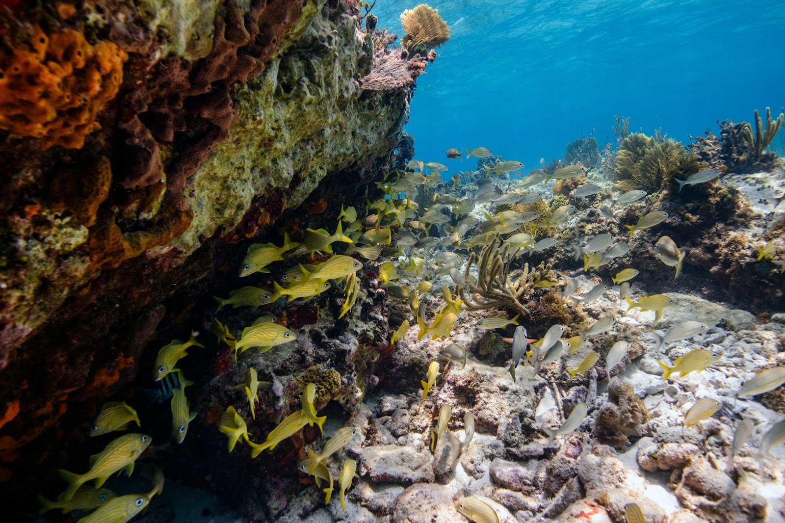 The Andros Barrier Reef—the third-largest barrier reef in the world. A dream come true for snorkeling and diving enthusiasts.