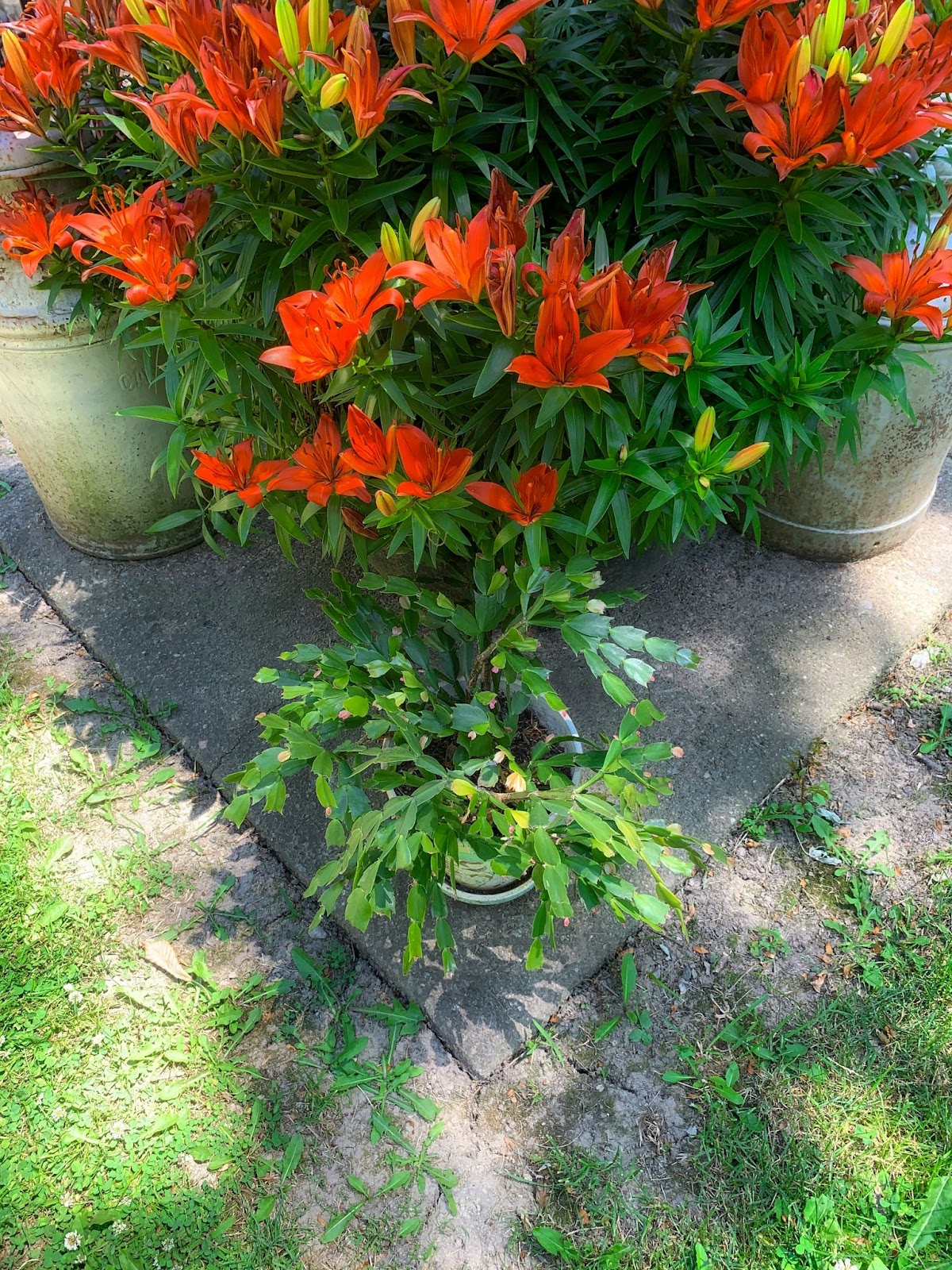 Potted Christmas Cactus