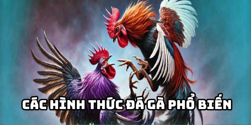 Nhiều hình thức đấu gà thu hút sự quan tâm của mọi người